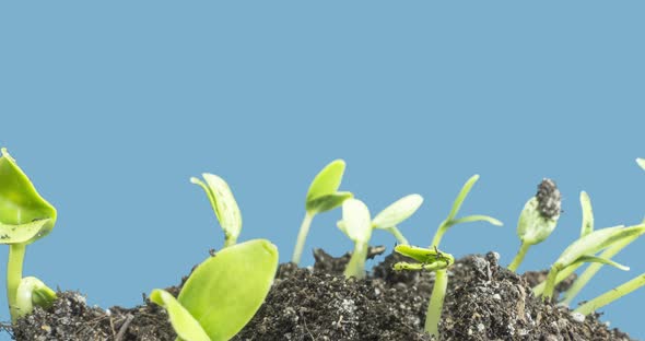 Fresh Cucumber Growing Macro Timelapse alt