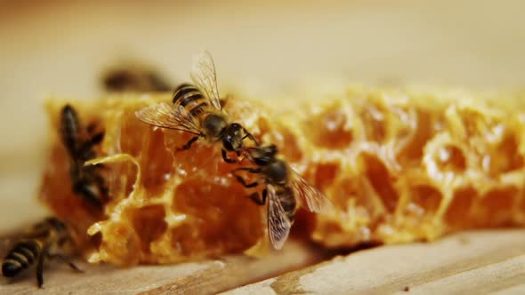 Bees on a piece of fresh honeycomb alt