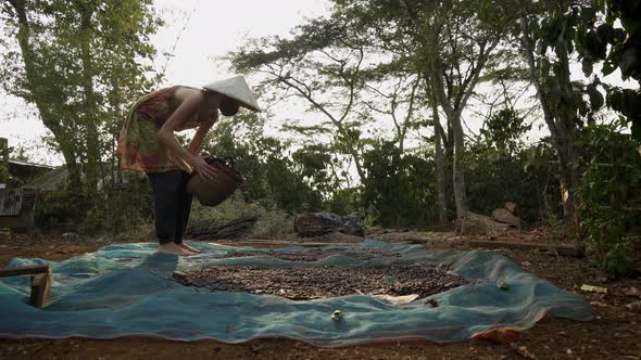 Drying coffee beans. Woman in vietnamese hat pour coffee beans from basket on ground. Coffee farm
