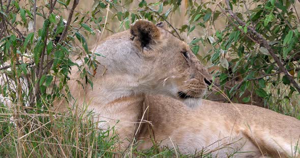 African Lion, panthera leo, Female looking around and Licking, Masai Mara Park in Kenya alt