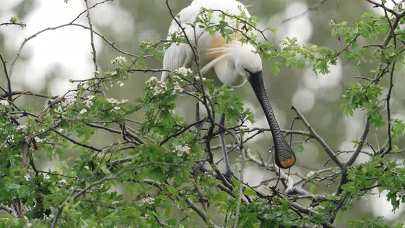 Spoonbill use long flat beak to pick tree top branch to use in nest - full shot alt