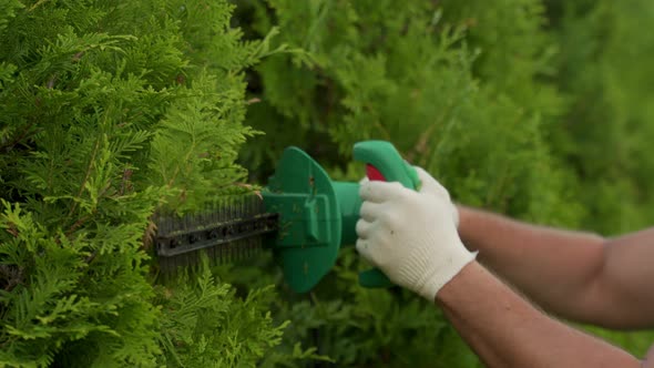 Coniferous Trees are Trimmed with an Electric Hedge Trimmer to Fit the Shape alt