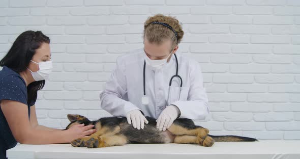 Vet with Assistant Examining Belly of Dog German Shepherd alt