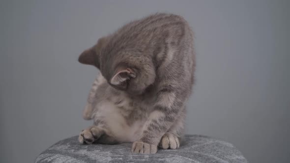 Young Male Gray Tabby Cat Breed Scottish Straight with Yellow Eyes on Chair in Studio alt