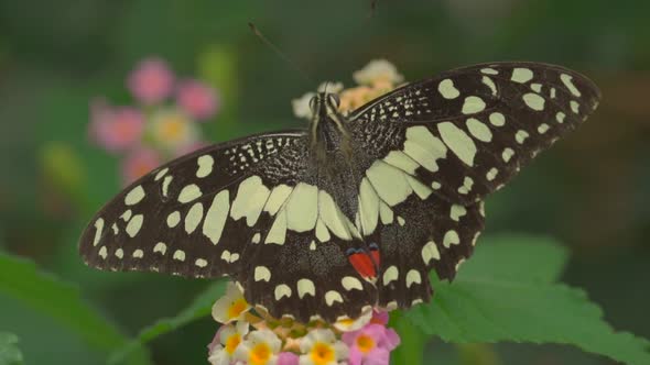 Macro shot of beautiful happy butterfly beating with wings outdoors in slow motion alt