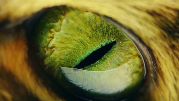 Cat's eye super macro. Green pupil close-up.