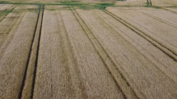 Shooting From a Drone of a Yellowing Field of Wheat and Fields Around