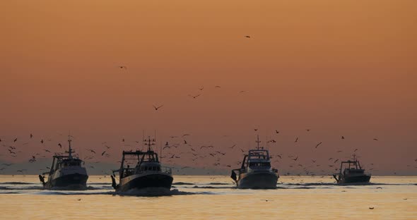 fishing boat coming back to the harbour at sunset, France alt