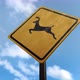 Deer Crossing Sign - 4K - VideoHive Item for Sale