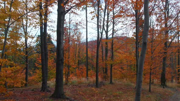 Beautiful and smooth cinematic movement - pan right - autumn forest.