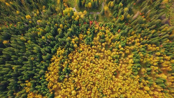 Autumn Forest with Golden Foliage. Yellow Leaves on Tree Crowns in Fall. Aerial Top View Captured alt