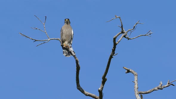 An Eagle High in A Tree in Udawalawe National Park  alt