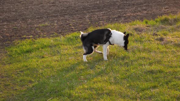 female west siberian husky puppy urinating basset artesien in the grass