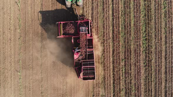 Harvesting Sugar Beets alt