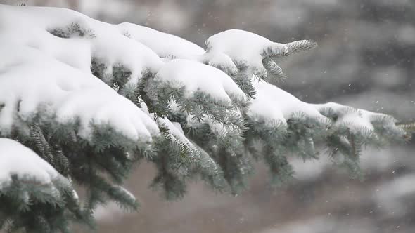 Fir Tree And Falling Snow 