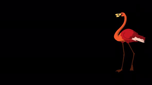 Red Flamingo walks 4K alpha matte alt