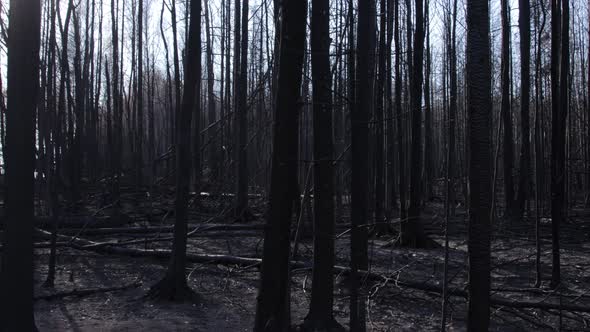 Burnt forest in summer forest fire