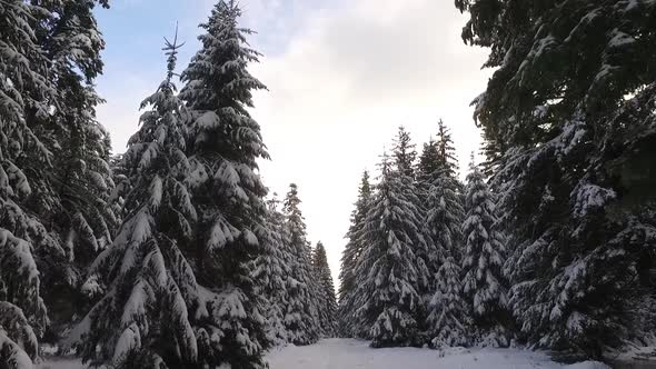 Winter Forest Trees With Snow