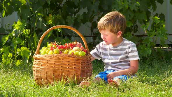 Boy eating grapes. Basket full of grapes. Eco living concept. Natural nutrition. Wine production alt