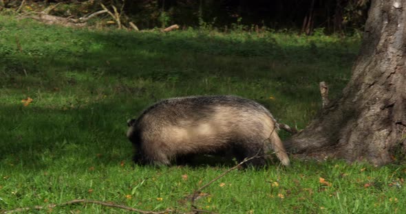 European Badger, meles meles, Adult walking on Grass, Normandy in France, Slow motion 4K alt