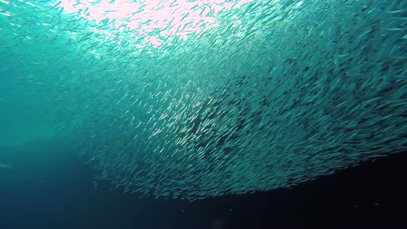 Fishes Hunting at Sunset alt