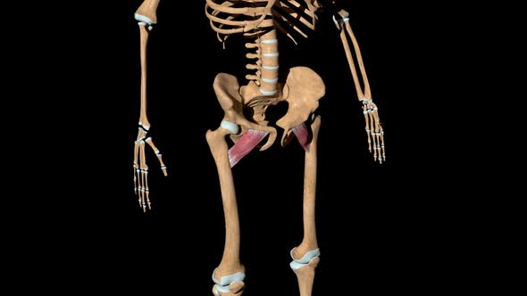 Pectineus Muscles On Skeleton alt