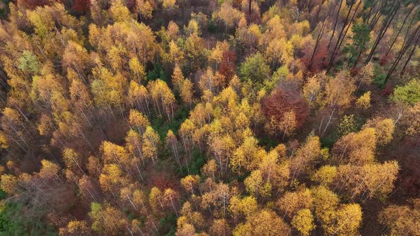 Autumn Sunrise in the forest alt