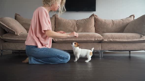 Owner Trains a Small Puppy at Home alt