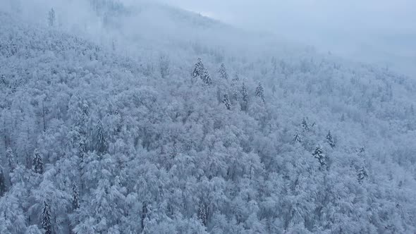 Aerial shot: spruce and pine winter forest completely covered by snow. alt