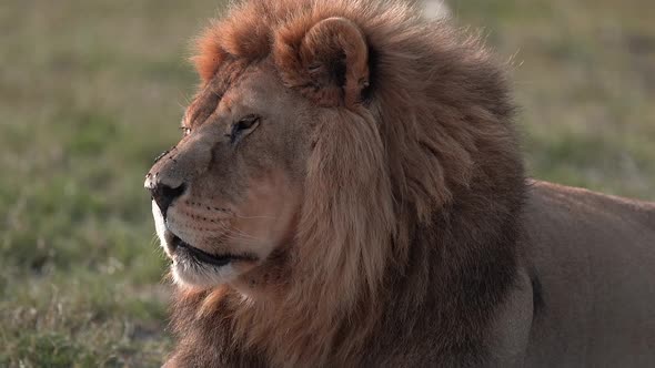 Lions of Africa collage - King of the jungle