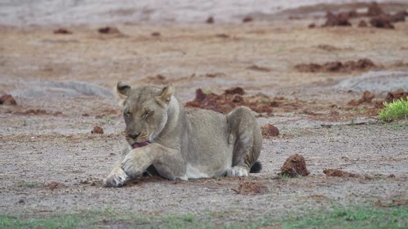 Calm lioness licks her paw and cleans her fur, laying down on the dry ground. Telephoto shot. alt