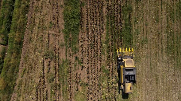 Harvesting Sunflowers Growing in a Farmer's Field alt