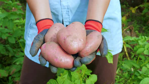 Woman Farmer Holding Potato Tubers in Her Hands alt