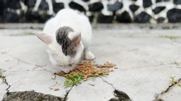 Stray Cat Eating Cat Food Pellets on the Street alt