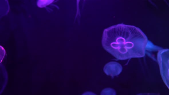 4k 30fps RGB floating colourful jelly fish in aquarium. alt
