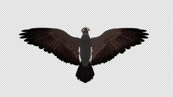 Snake Eagle with Serpent - 4K Flying Loop - Back View