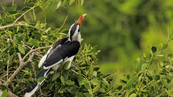 Southern Yellow Billed Hornbill at National Park in Tanzania alt
