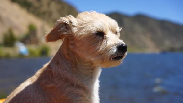 Slow Motion Close Up Shot of cute dog enjoying the breeze by a lake alt