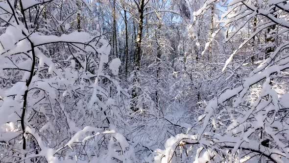 Snow-Covered Branches of Trees Against Blue Sky