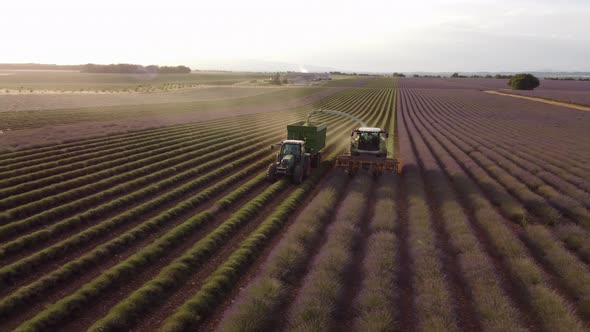 Lavender Agriculture Field Harvest in Valensole alt