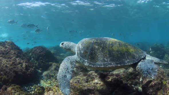 A turtle swimming in shallow water while schools of silver fish swim past in the sun light alt