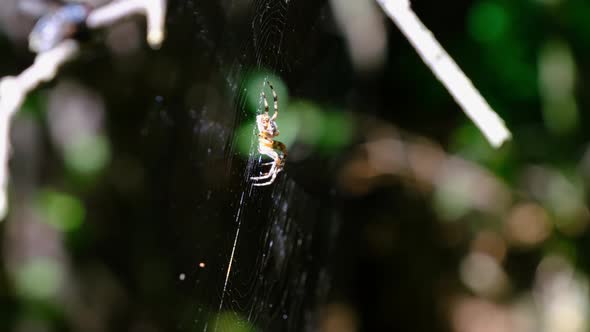 Spider Araneus Closeup on a Web Against a Background of Green Nature alt