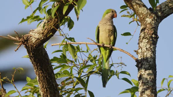 Wildlife close up shot of an exotic monk parakeet, myiopsitta monachus perched on tree branch with b alt