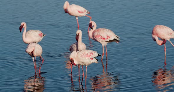 Lots of flamingos with pink feathers are walking in the water near Walvis Bay 4k alt
