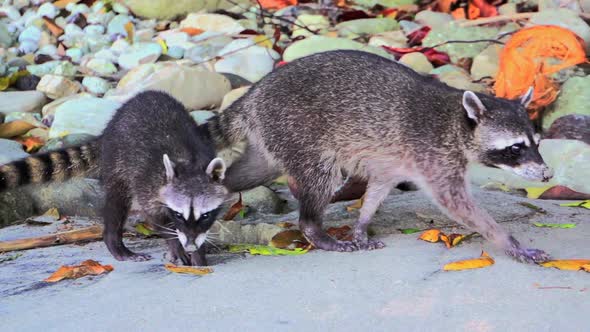 Raccoons walking at the beach looking for food  alt