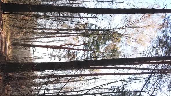 Vertical Video of an Autumn Forest During the Day in Ukraine alt