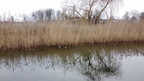 Duck Swimming on the Lake Evening Pond