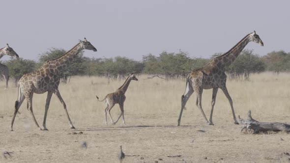 Family of Giraffe Walking in Line