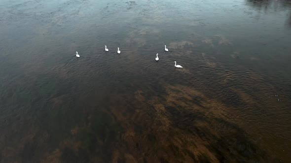 AERIAL: Six Swans Swiming Against Current in Cold River Neris in Autumn in Lithuania