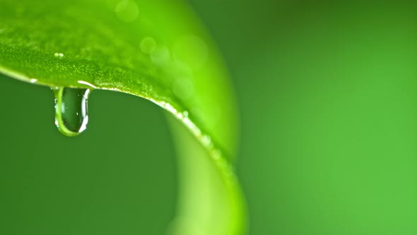 Super Slow Motion Macro Shot of Water Droplet Falling From Fresh Green Leaf at 1000Fps alt